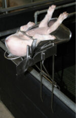 Uređaj za kastraciju prasadi - Slika 3