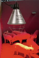 Infracrvena lampa / grijalica za prasad - Slika 2