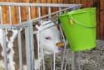 Kanta za pojenje s higijenskim ventilom - Slika 9